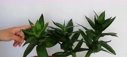 How to Grow Lucky Bamboo in Soil (Soil Requirements and Care Tips for Lucky Bamboo) 3
