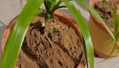 Detailed Techniques for Propagating Sambucus javanica Cuttings (Master the Best Time and Methods to Easily Propagate Sambucus javanica)