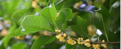 How to Propagate Osmanthus Trees? (Detailed Methods and Precautions to Increase Success Rate)