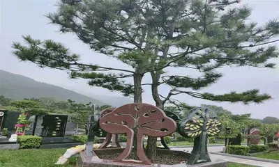 Complete List of Plants Suitable for Cemeteries (Creating a Beautiful and Serene Cemetery Environment for the Deceased)