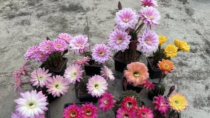 Gain an in-depth understanding of Cacti Grass from three aspects: morphology, color, and habits