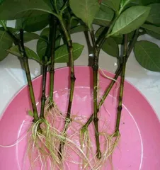 Tips for Propagating Magnolias by Cuttings (Master Cutting Time and Methods to Become a Garden Master)