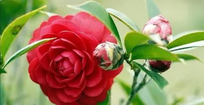 Receiving flowers, sending flowers, it's all about reciprocation (using flowers to convey true feelings, turning strangers into familiar faces)