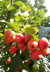 The nutritional value and eating methods of hawthorn berries (exploring the wonders of hawthorn berries and helping you understand how to eat them well)