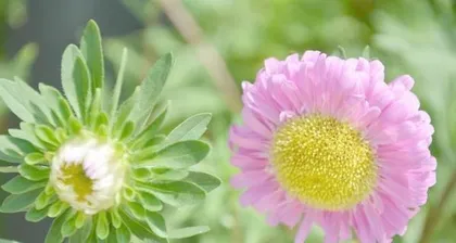 The Language of Flowers: Love That Guards Silently (Exploring the Meaning and Significance of "What Flower")