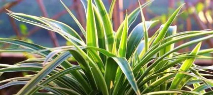 Growth Habits and Care Tips for Spider Plants (Exploring the key features of whether spider plants prefer sun or shade, sharing the unique beauty and care experience of spider plants) 3