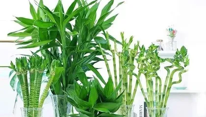 Symbolic plants of good luck and fortune (Exploring the secrets of plants and happiness)
