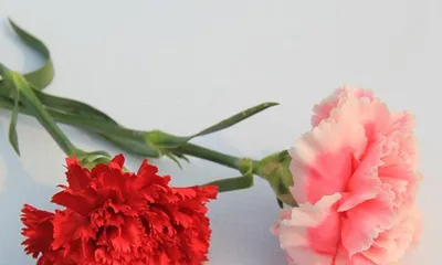 Discover the Language and Charm of Carnations and Chrysanthemums (Let beauty bloom in the heart,绽放 the beauty of life – Interpretation of the language of carnations and chrysanthemums)