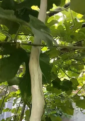 Snake Gourd (Detailed Explanation of Taste, Nutritional Value, and Ways to Eat)