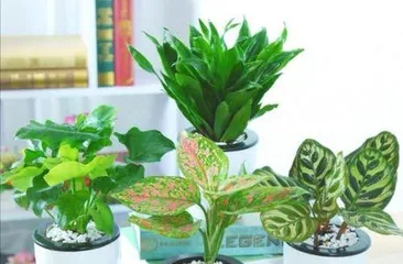 What kind of flowers are suitable for planting in large pots at home? (Creating a green space at home to enhance quality of life)