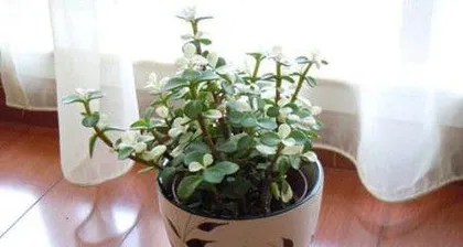 Portulacaria afra Bonsai Care Guide (Focus on Key Precautions to Cultivate a True Bonsai Artwork) 2