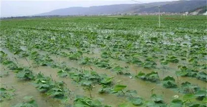 How to scientifically plant lotus root? (Time, methods, and precautions, easily mastered!)