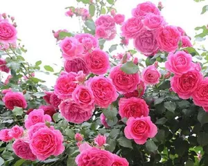 Rosa – The Representative Plant of Roses (Exploring the Origin, Varieties, Cultivation, Uses, and Legends of Roses)