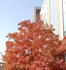 Maple Tree Growth Rate (How Tall Can a Maple Tree Grow in a Year) 2