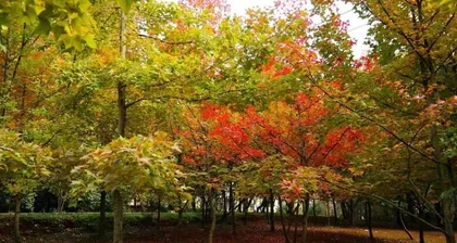 Maple Tree Growth Rate (How Tall Can a Maple Tree Grow in a Year) 3