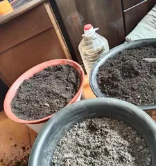 Application of Wood Ash in Succulents (Composition and Usage Methods of Wood Ash)