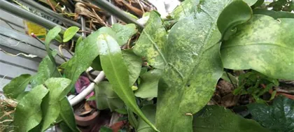 What to do when the thick-faced leaves wilt? (Teach you how to easily deal with the problem of wilting leaves and make the plant full of vitality.)