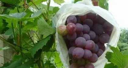 The growth cycle of grapevines and the time of fruit ripening