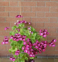What is the blooming time of geraniums? (Unveiling the flowering time of geraniums)