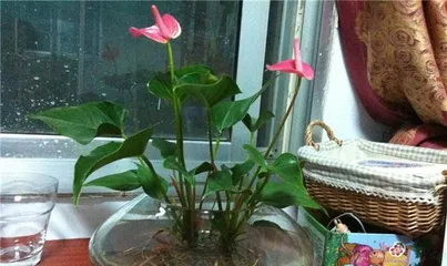 A Green World Blooming in Water (Exploring Aquatic Plant Communities)