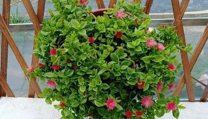 The cultivation methods and precautions for Chlorophytum and peony (The first choice for creating a green home, master these techniques to keep your Chlorophytum and peony healthier!)