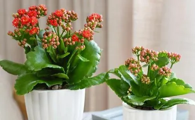 Cultivation methods and precautions for Longevity Flowers (help you easily own a beautiful pot of Longevity Flowers)