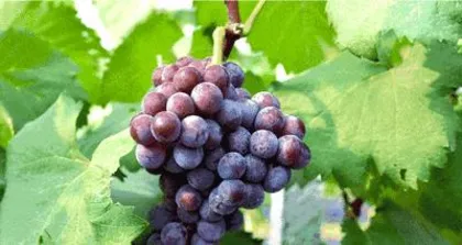 Introduction to the Season of Ripe Grapes in Chengdu