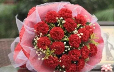 The Multifaceted World of Carnation Language (Color Meanings in Carnation Language)