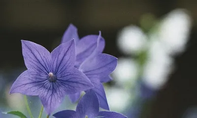 Research on the fragrance of Gentian flower (The scent of Gentian flower, its aromatic components, and their applications)