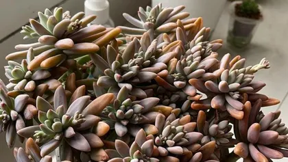 The morphological characteristics of succulent plants (species and morphological features of succulents)