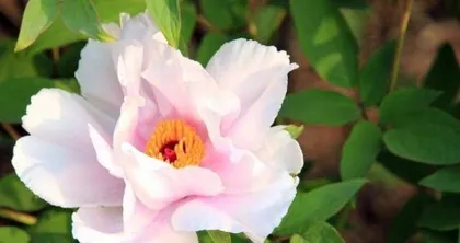 What flowers are suitable for women born in the Year of the Goat? — Exploring the ideal flower choices for women born in the Year of the Goat.