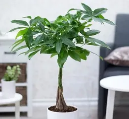 Tips on Watering Money Trees (Should you water thoroughly? How much is appropriate? How to avoid watering mistakes?)