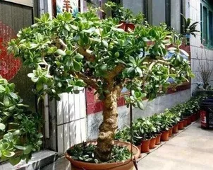 Is Jade Plant Toxic? Is It Suitable to Grow at Home? (What is the toxicity of Jade Plant? How to care for it correctly?) 2