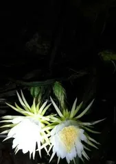 The Flowering Like Fire霸王花 (Exploring the Characteristics and Beauty of the霸王花)