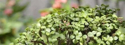 Is Jade Plant Toxic? Is It Suitable to Grow at Home? (What is the toxicity of Jade Plant? How to care for it correctly?) 3