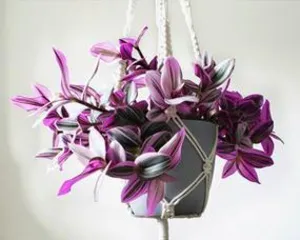 Exploring the Trend of Internet-Famous Flowers (Varieties, Market, Culture, and Trends of Internet-Famous Flowers)