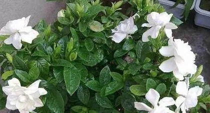 The benefits of brewing tea, even better for watering plants! (Watering is no longer monotonous, get several uses in one article!)