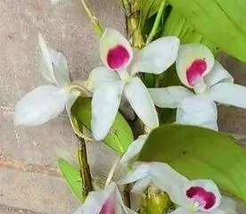Cultivation Techniques for Dendrobium nobile (to make your Dendrobium nobile bloom brilliantly) 3