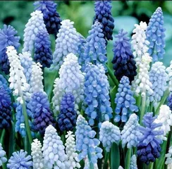 What kind of flower is "Forget Me"? (Exploring the flowers and meanings behind the phrase "Forget Me")