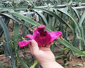 The Cold Tolerance of Pitaya Seedlings and Prevention of Frost Damage (Exploring the Cold Tolerance Characteristics of Pitaya Seedlings for Providing Scientific Basis for Horticultural Production)