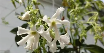 Winter Transplanting Notes for Gardenia (When is the Best Time to Transplant? Detailed Explanation of Gardenia Transplanting Techniques in Winter)