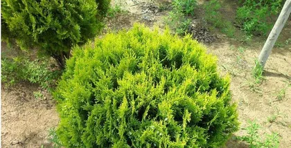 Investigating the growth characteristics and classification of hedges (乔木 or 灌木?), their form and function, and their prospects for application.