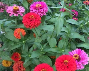 What to do if chrysanthemums don't bloom? (Teach you a trick to make chrysanthemums bloom beautifully)