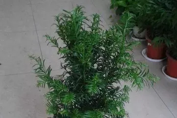 Complete Guide to Indoor Yew Care (Creating a Green Home, Letting Yew Thrive at Home) 2