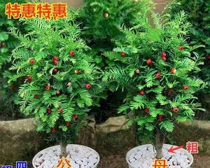Complete Guide to Indoor Yew Care (Creating a Green Home, Letting Yew Thrive at Home) 3