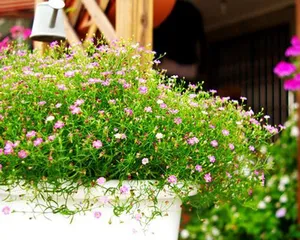 The Planting Method and Time for Gypsophila Sky Star (Comprehensive Guide from Seed Selection to Fertilization, Helping You Grow Beautiful Gypsophila Sky Star Easily)