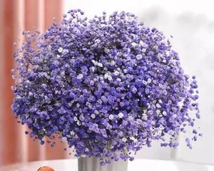 The Language of满天星 (Blooming Like a Dream, Interpreting the Beauty of Love)