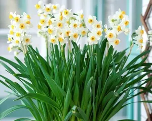 The Cultivation Methods and Precautions for Narcissus