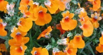 Flowers Bloom in Learning (Exploring the Flower Cultures of Countries with Successful Academic Traditions)