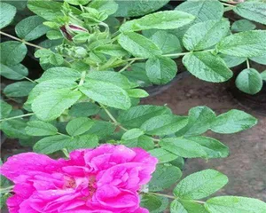 Why are the roses not blooming? (Exploring the reasons for roses not blooming and solutions)